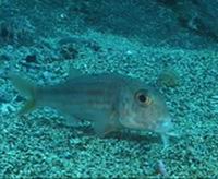 Underwater, Los Gigantes Tenerife