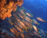 Underwater, Los Gigantes Tenerife