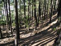 coronal forest national park tenerife