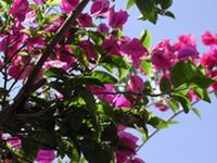 Bouganvilla -flowers Tenerife