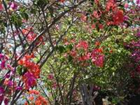 Bouganvilla -flowers Tenerife