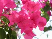 Bouganvilla -flowers Tenerife