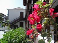 Bouganvilla -flowers Tenerife