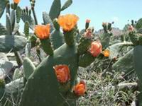 actus -flowers Tenerife