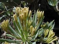 actus plant Tenerife