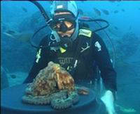 Diver Feeding Octopus