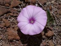 Flower-tenerife