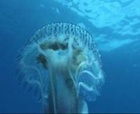 Underwater photograph tenerife, conjuction ocean eye