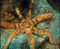 Underwater photograph tenerife, conjuction ocean eye