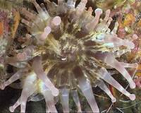 Underwater photograph tenerife, conjuction ocean eye